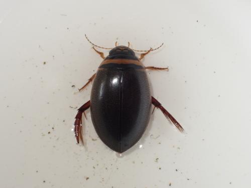 Graphoderus cinereus
